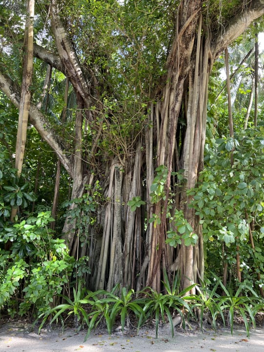 Gartenanlage Kuramathi Maldives