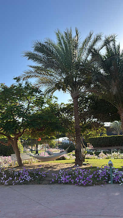 Gartenanlage Desert Rose