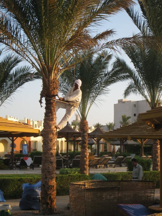 Чистка пальм SUNRISE Royal Makadi Resort