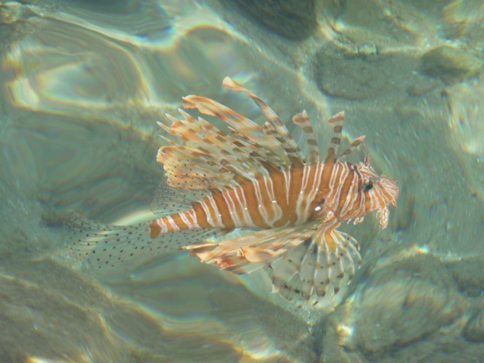 Feuerfisch im Hotelriff Arabella Azur Resort