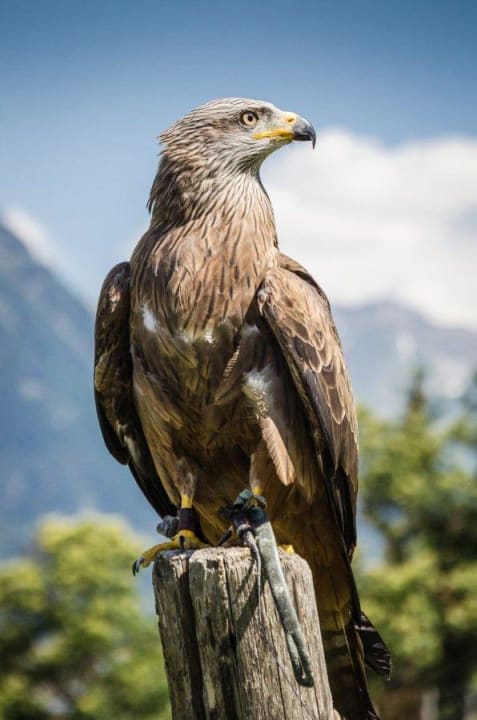 Flugshow Hotel Panorama