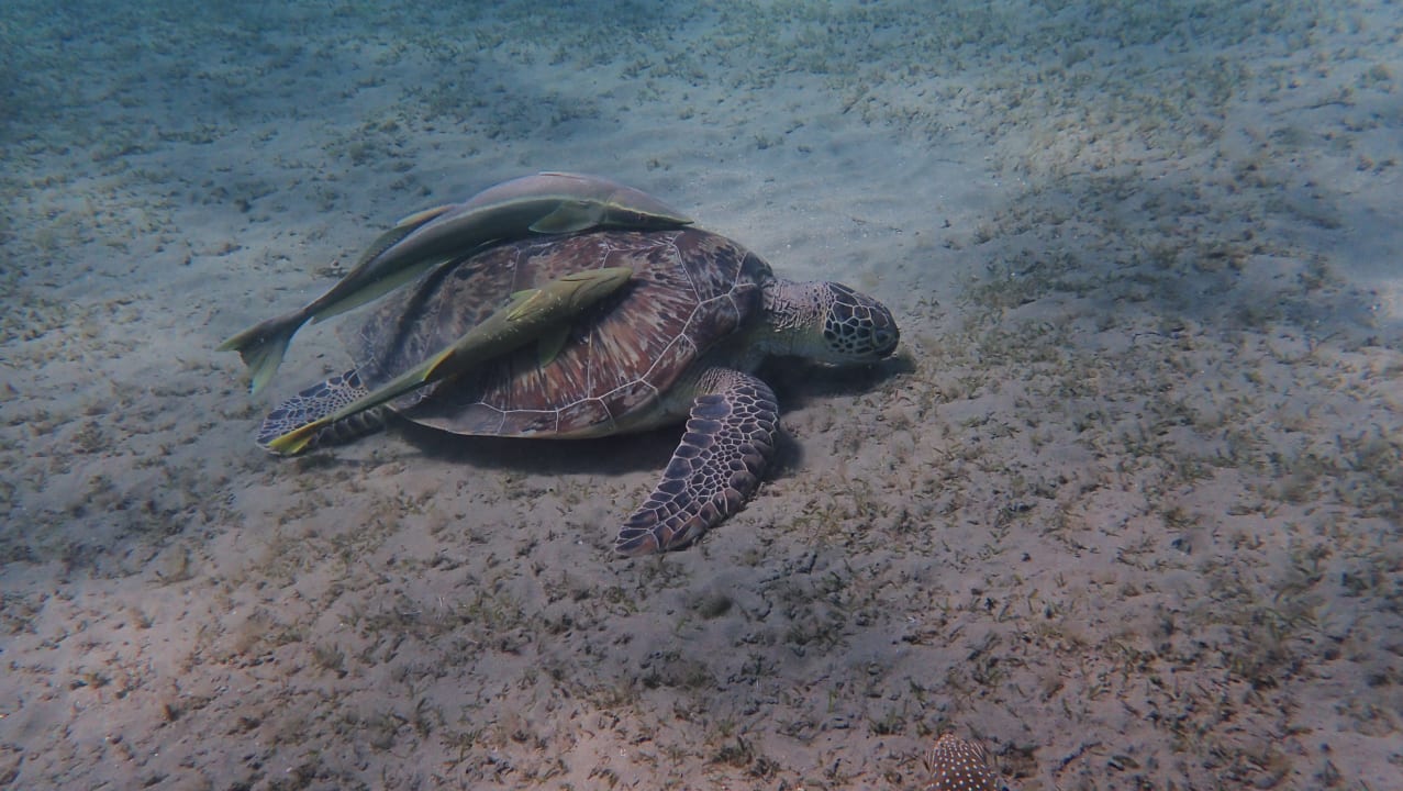 Sport & Freizeit Malikia Resort Abu Dabbab