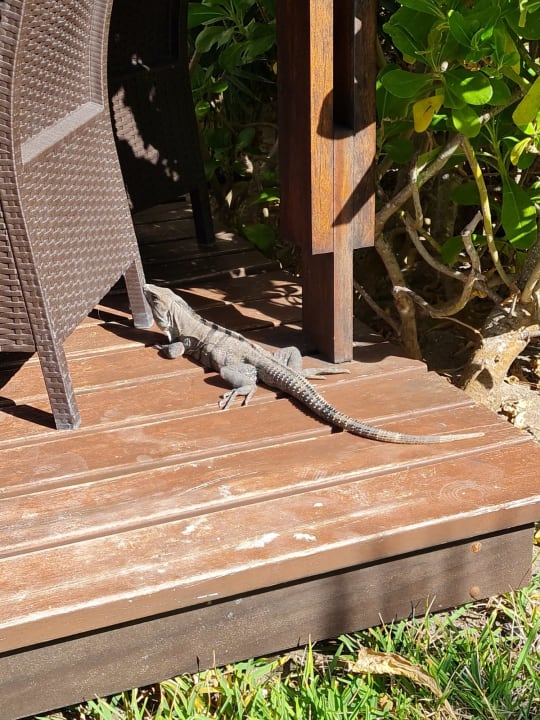 Gartenanlage Akumal Bay Beach & Wellness Resort