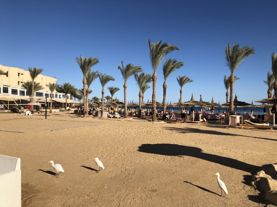 Strand Pickalbatros Palace Resort