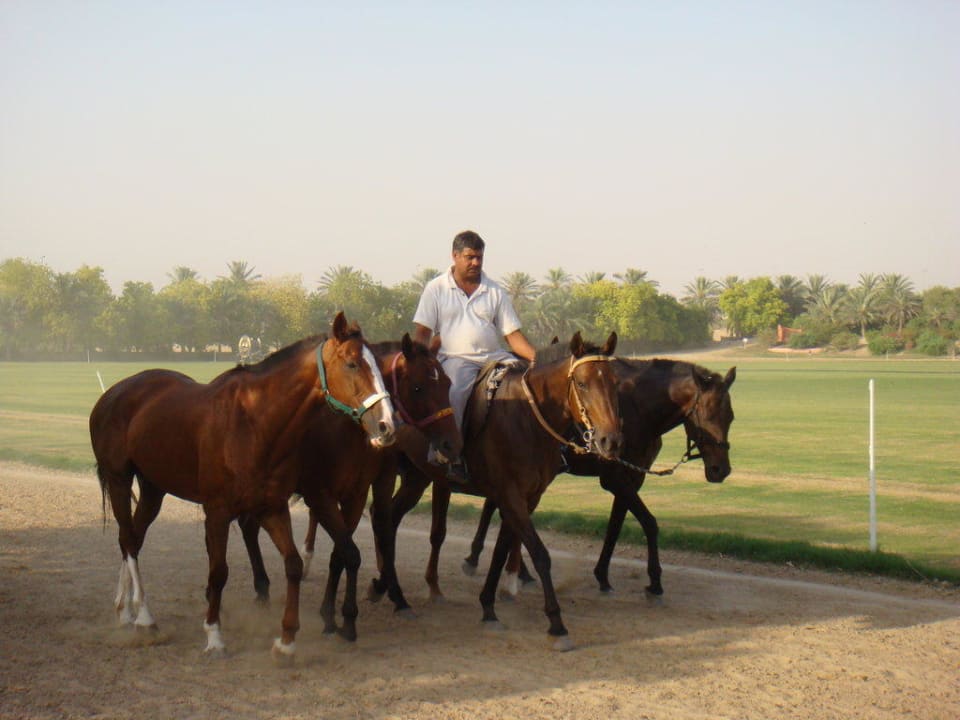 Ausritt Meliá Desert Palm Dubai