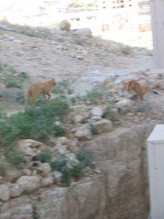 Backdoor view from he hotel Candle Hotel Wadi Musa