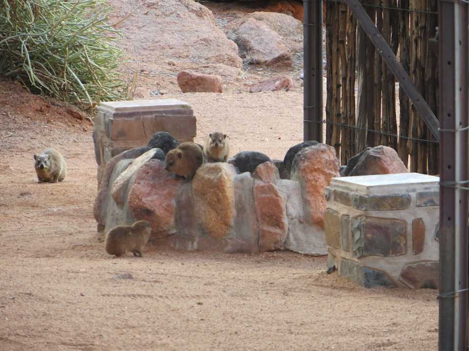 Klippschliefer Koiimasis Ranch