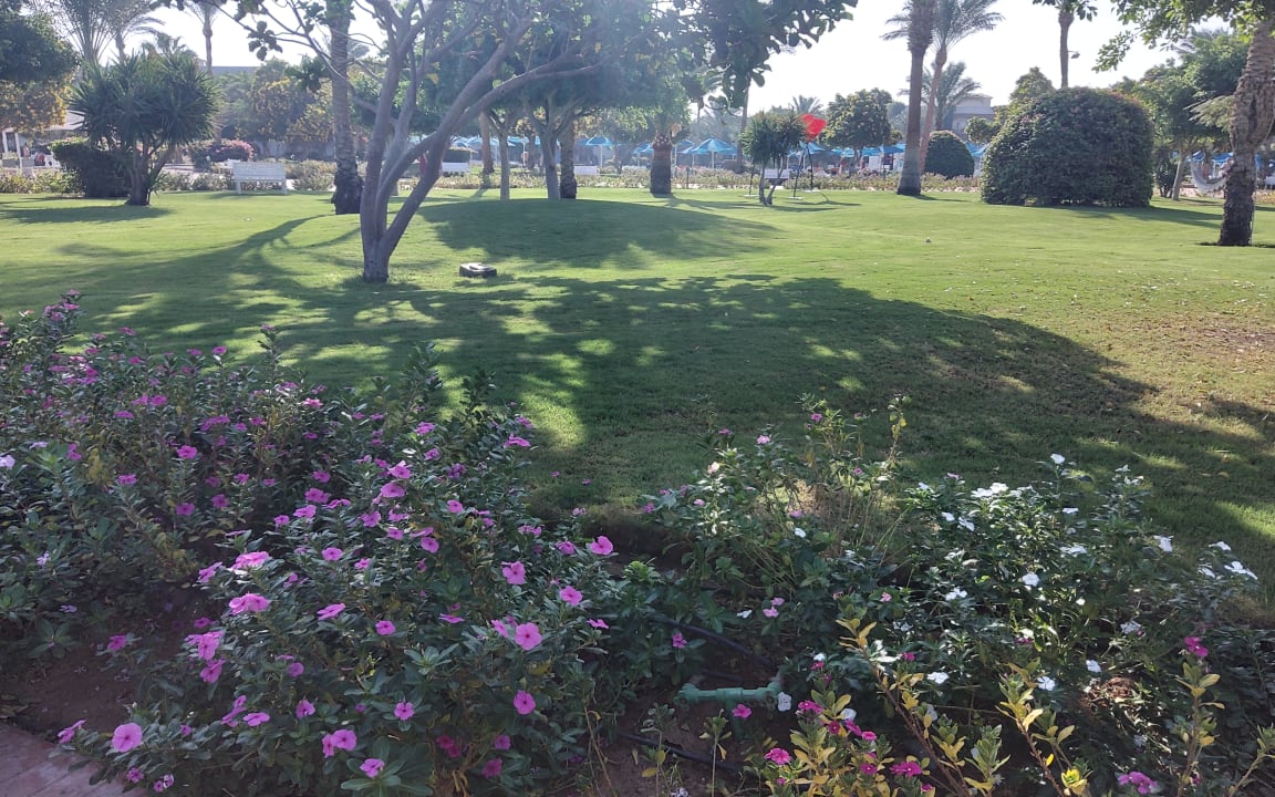 Gartenanlage Desert Rose