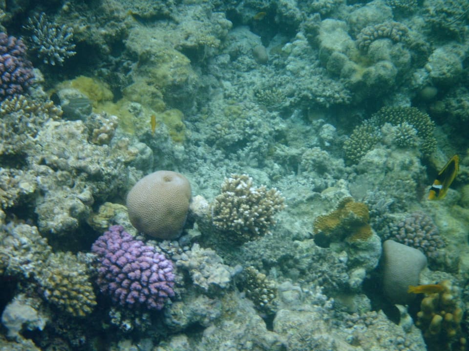 Hausriff Arabia Azur Resort