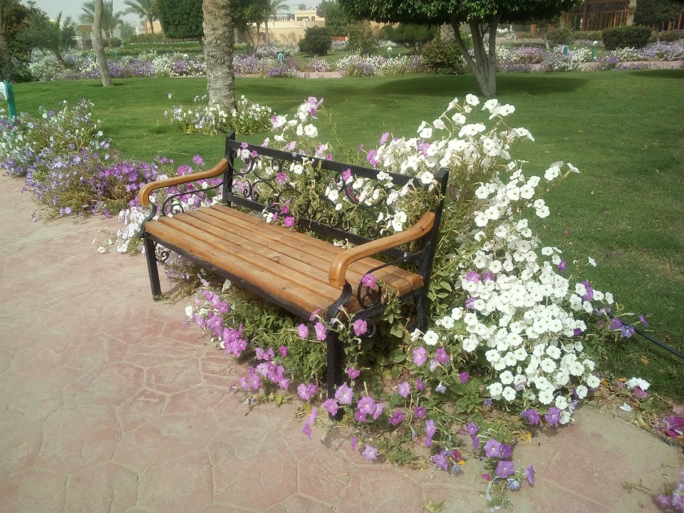 Gartenanlage Desert Rose