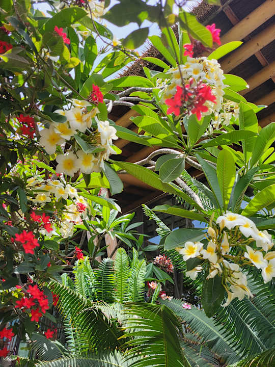 Gartenanlage Lopesan Baobab Resort