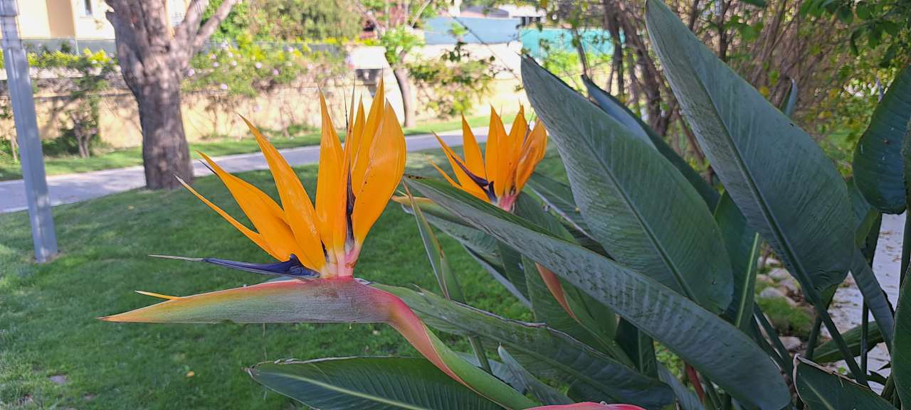 Gartenanlage TUI BLUE Xanthe