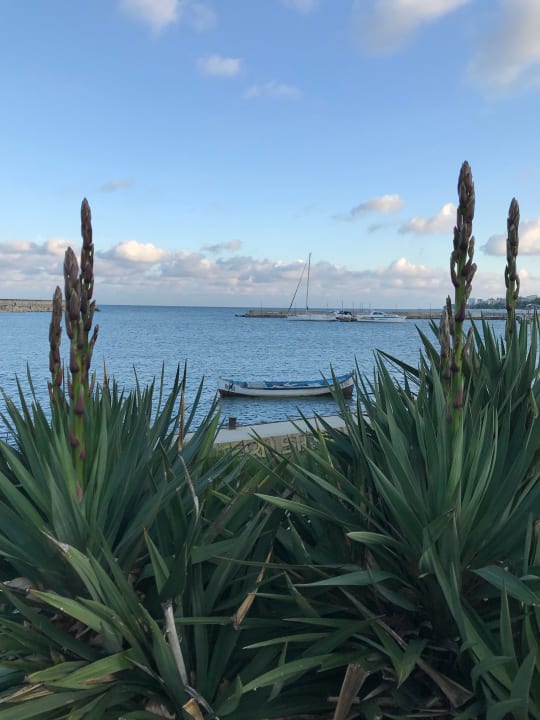 Schwarzes Meer ganz blau Sentido Marea