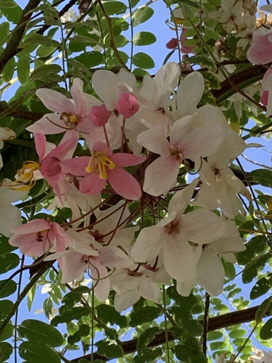 Gartenanlage Sentido Akassia Beach