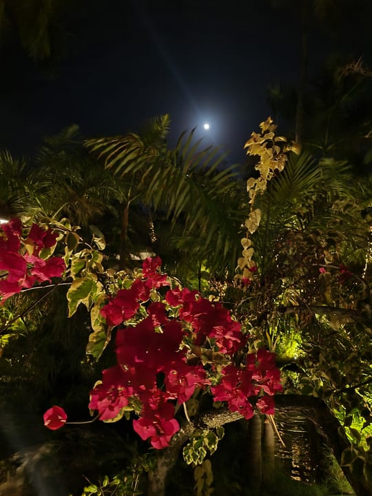 Gartenanlage TRS Turquesa Hotel - Adults only