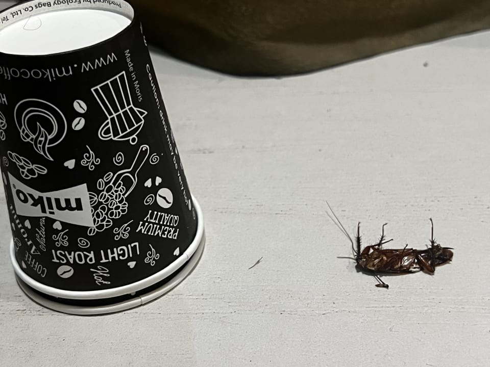 Zimmer Crystals Beach Resort Belle Mare, a member of Radisson Individuals