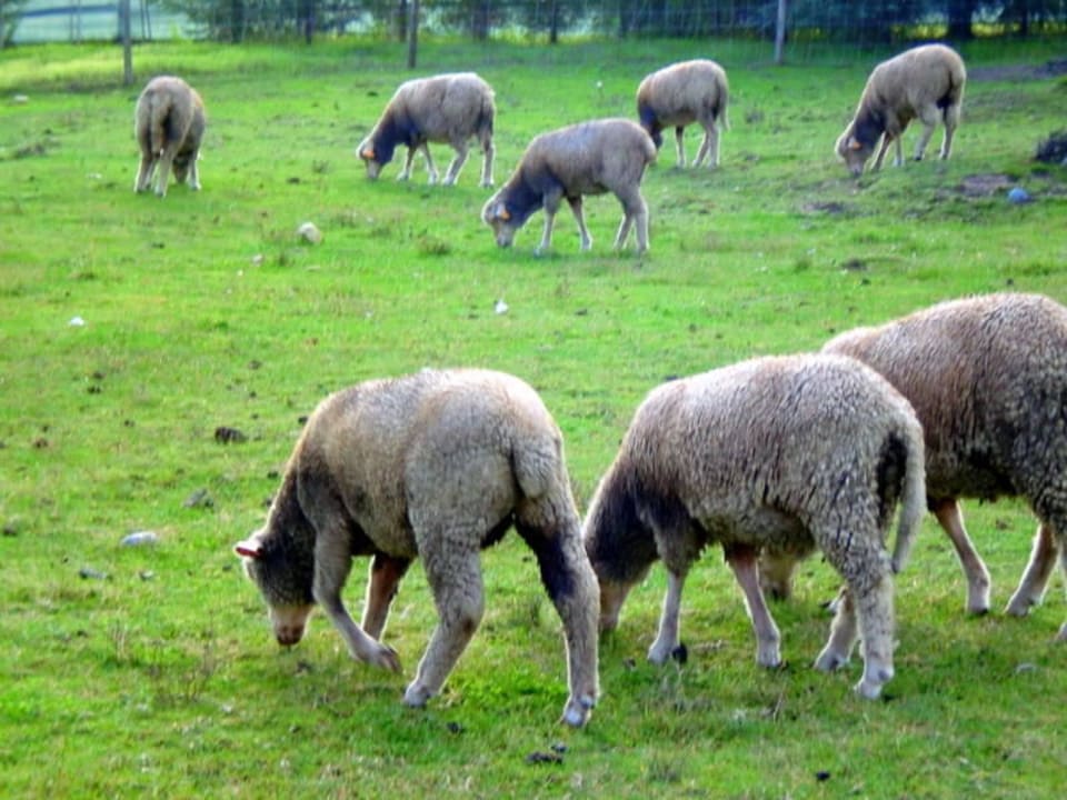 Sheep Quinta da Alcaidaria Mor