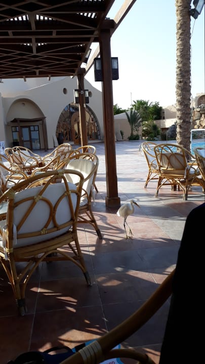 Gastro Shams Alam Beach Resort