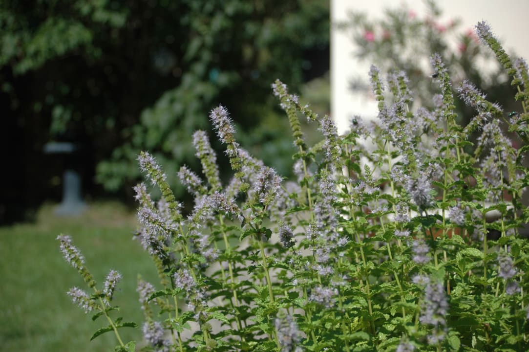 Gartenanlage Messe-Apartments-Nürnberg
