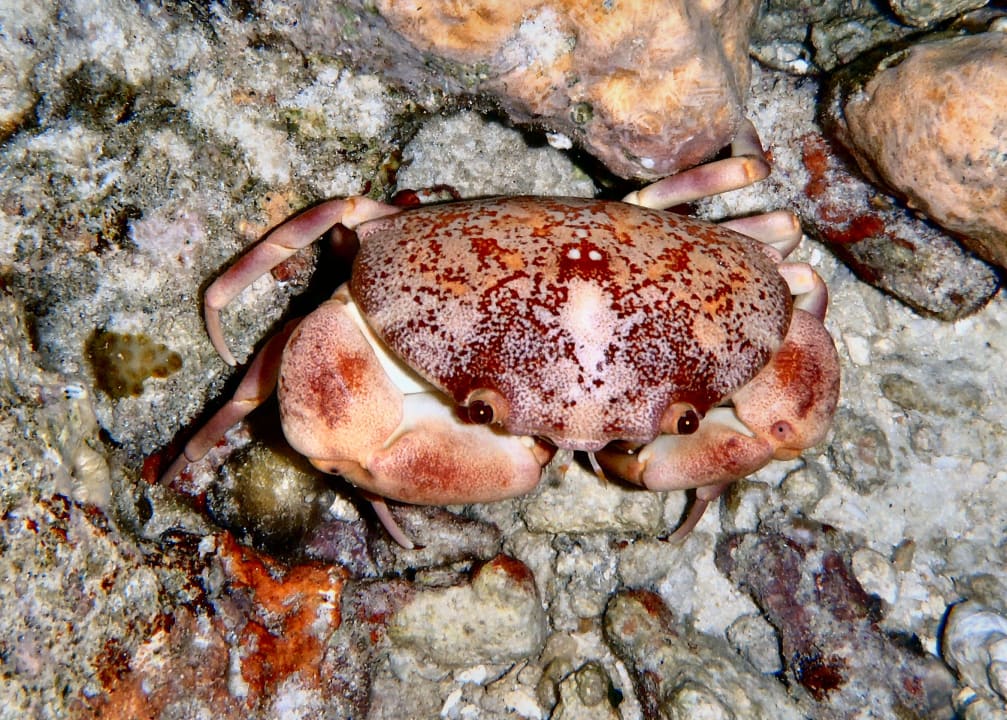 Krabbe Embudu Village