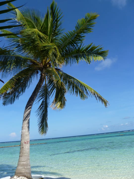 Palme vor 215 Summer Island Maldives