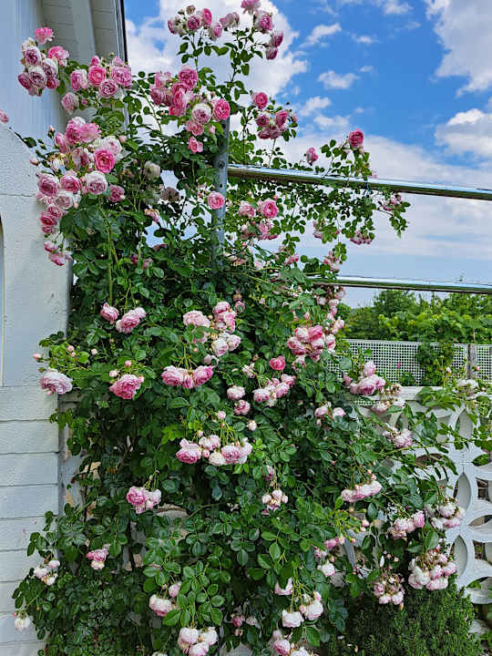 Gartenanlage Apartment - Zimmer Schober