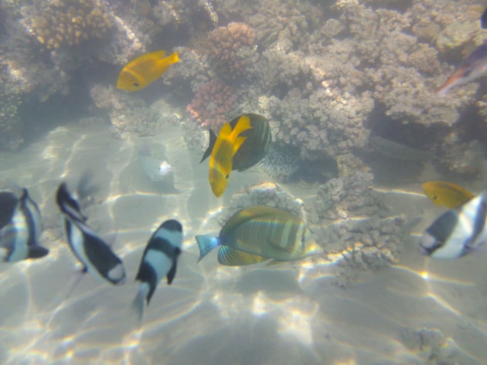 Strand Cleopatra Luxury Resort Makadi Bay