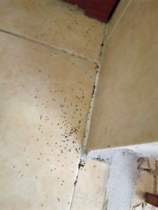 Zimmer Side Tuana Garden Home