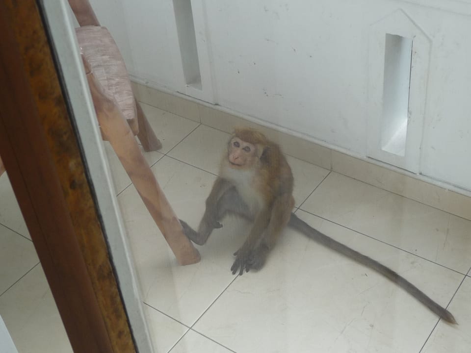 Zimmer Oak Ray Serene Garden Hotel