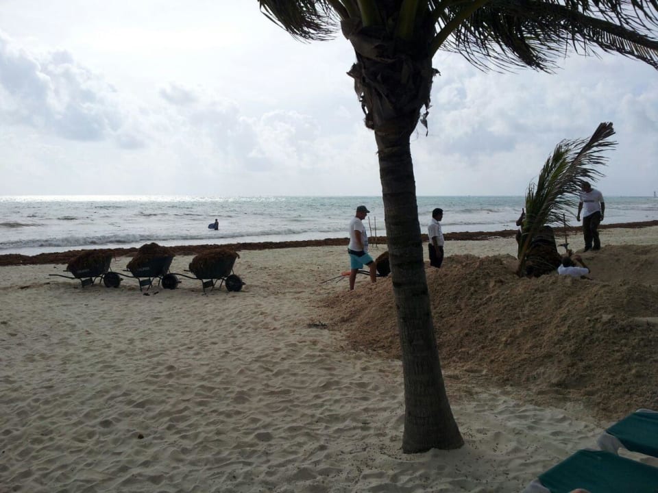 Hier arbeiten selbst die Urlauber völlig umsonst  Catalonia Playa Maroma