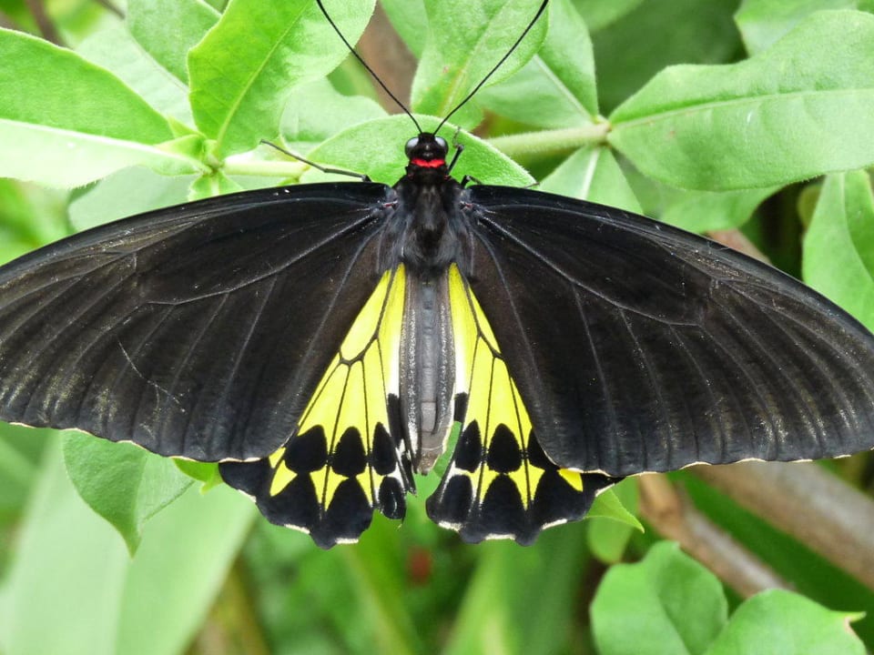 Schmetterling Samui Paradise Chaweng Beach Resort & Spa