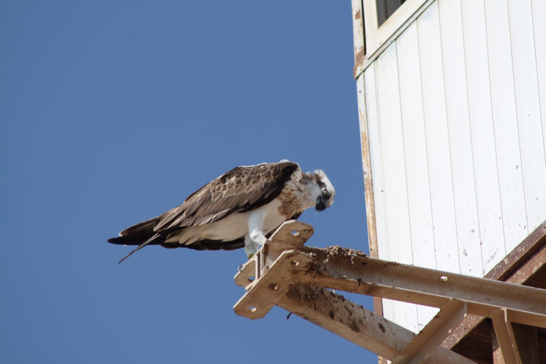 Hallo wo ist mein Fisch JAZ Dahabeya