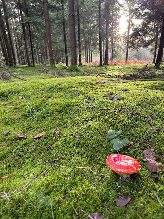 Sonstiges Hotel Lindenwirt