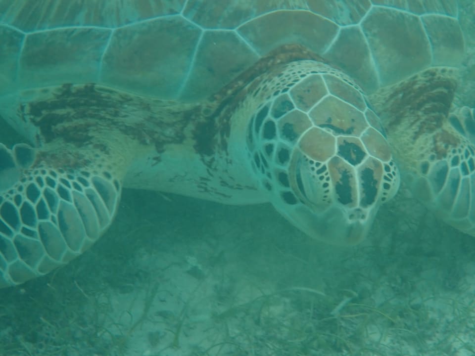 Strand Akumal Bay Beach & Wellness Resort