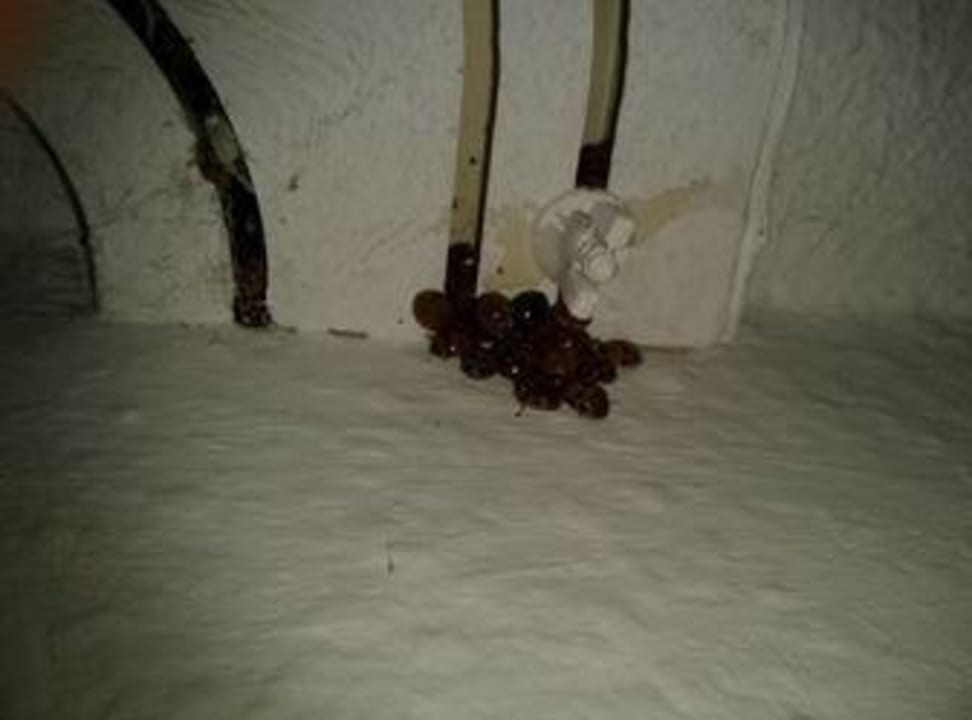 Marienkäferplage im Zimmer (ein Beispiel) ACHAT Hotel Monheim am Rhein