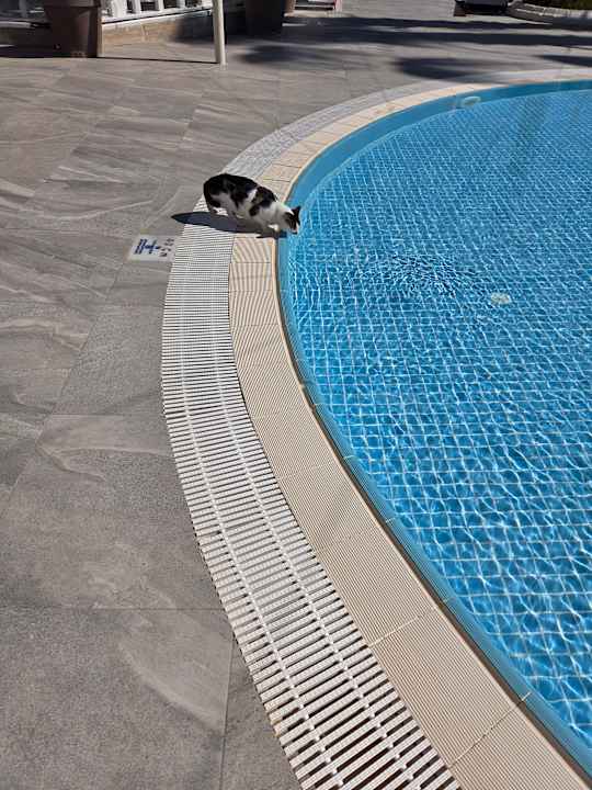 Pool Hane Family Resort