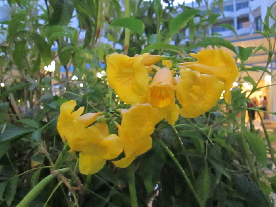 Цветущий кустарник Marlin Inn Azur Resort