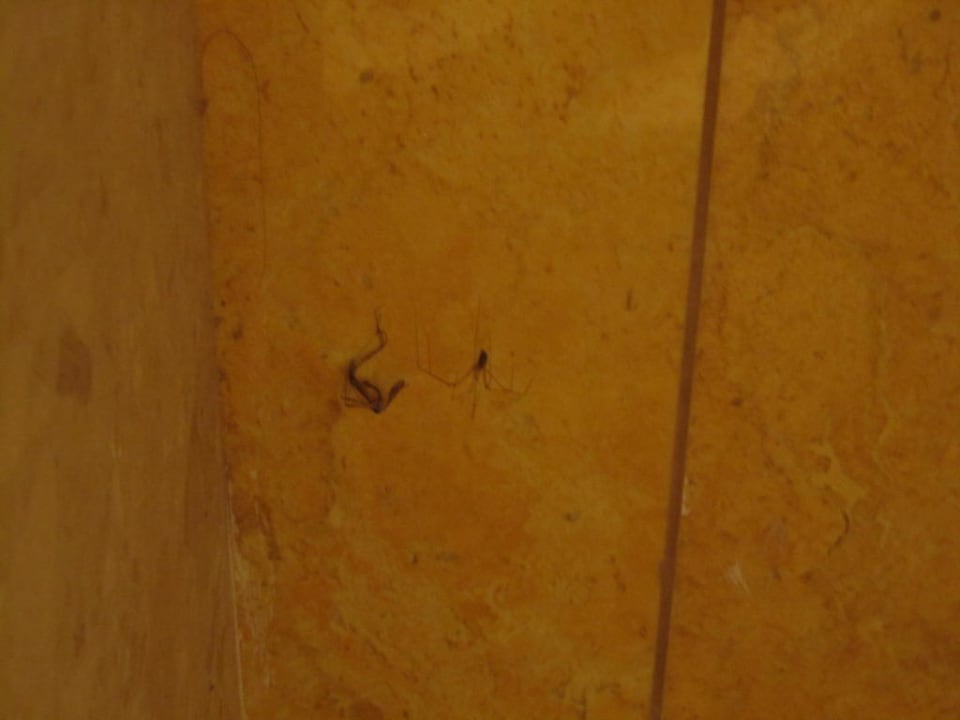 Spinne im Badezimmer Ithea Suites Hotel