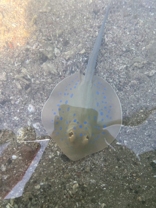 Strand Steigenberger Coraya Beach - Adults only