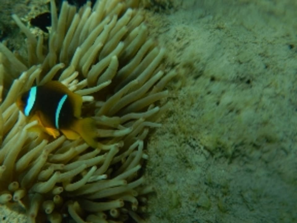 Sonstiges Shams Prestige Abu Soma-Adults Only