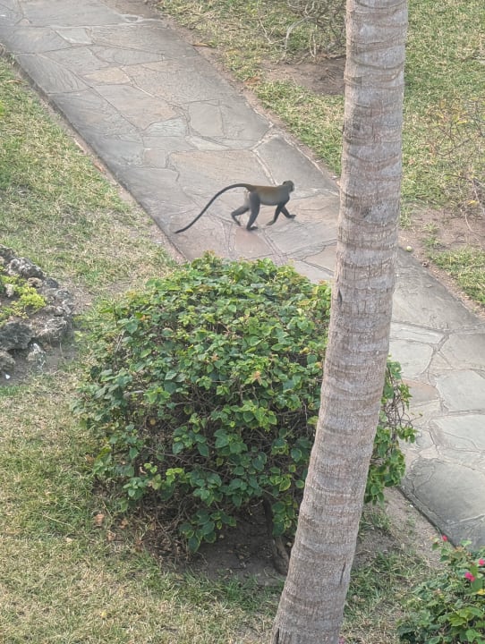 Strand Diani Sea Resort