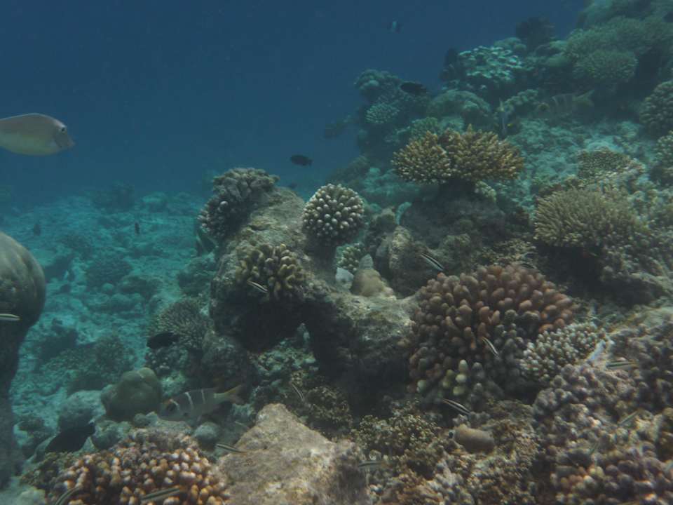 Hausriff Kuramathi Maldives