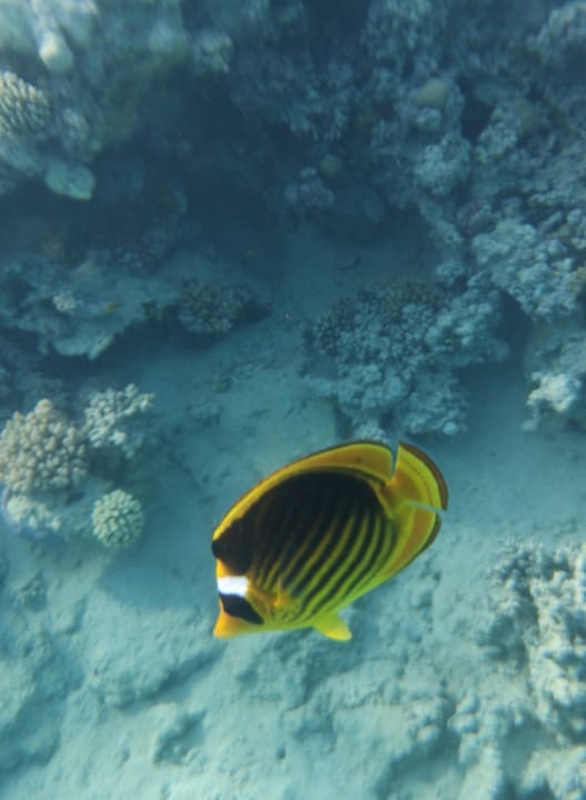 Sport & Freizeit Stella Beach Resort & Spa Makadi Bay