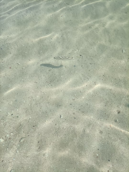 Strand TUI MAGIC LIFE Kalawy