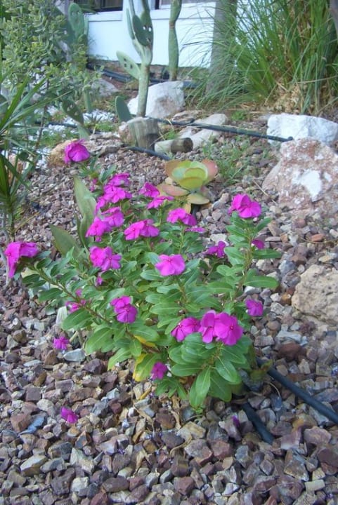 Blumenrabatte Napa Mermaid Hotel & Suites