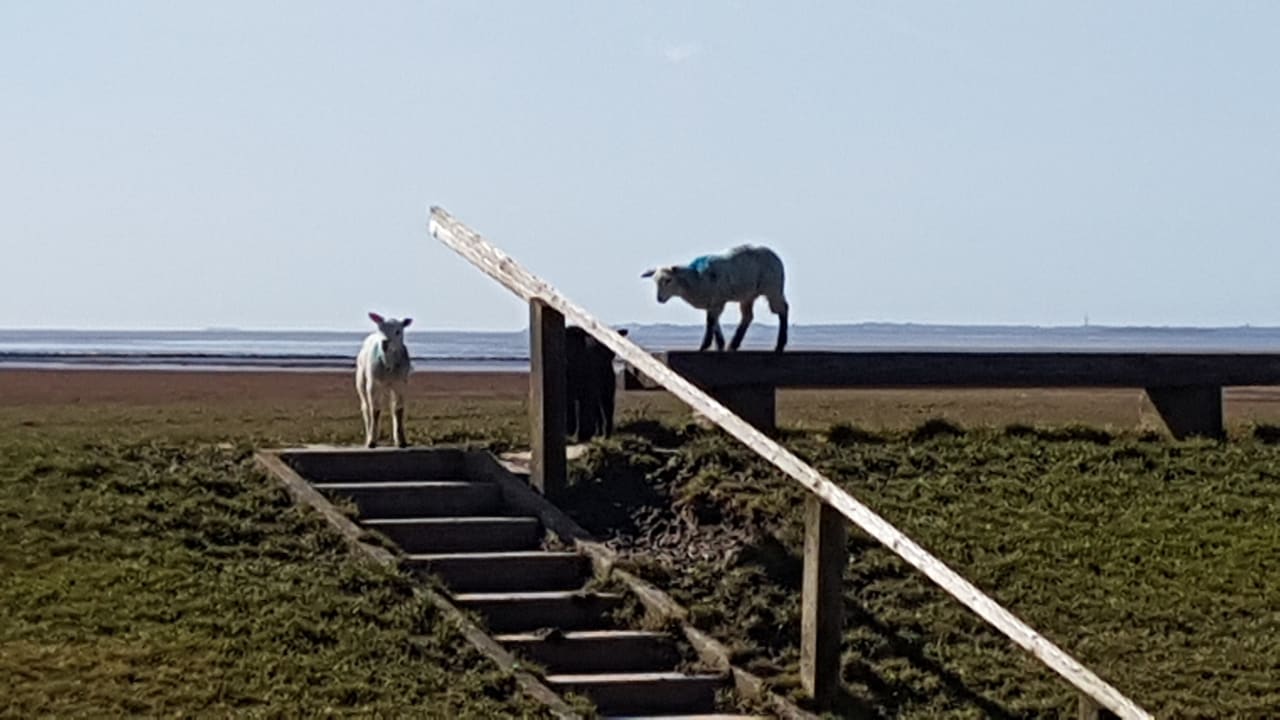 Ausblick Ferienhaus Hemenswarft direkt an der Nordsee mit Meerblick