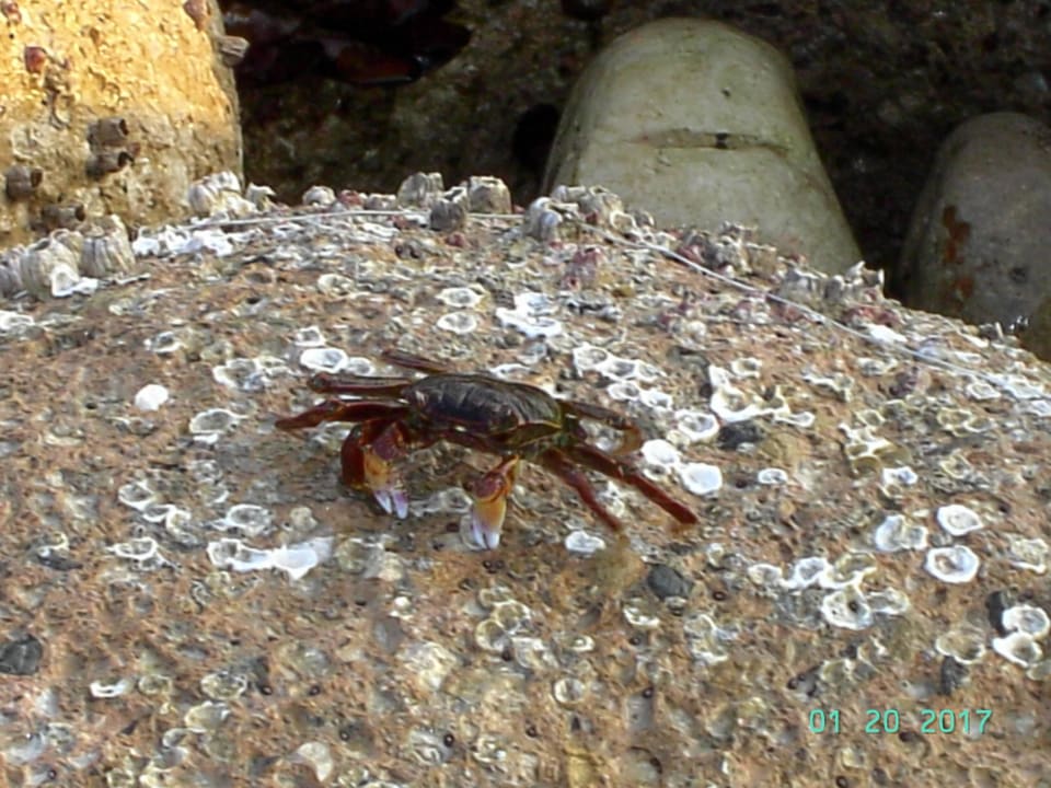 Szybko zmykające skorupiaki Salalah Rotana Resort