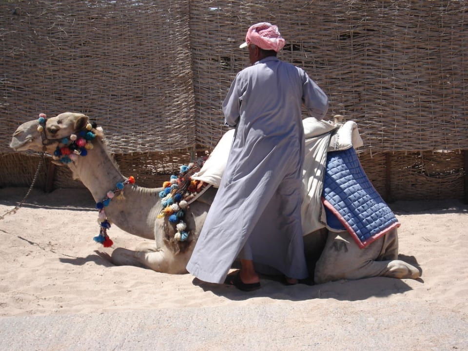 Kamel am Strand Jaz Makadi Blue - TUI BLUE Makadi - Adults Friendly 16 Years Plus