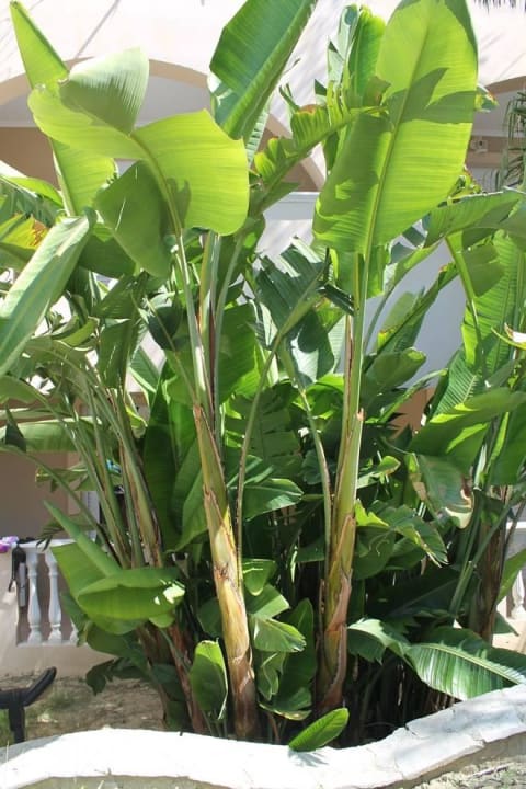 Bananowiec Hotel Zante Village