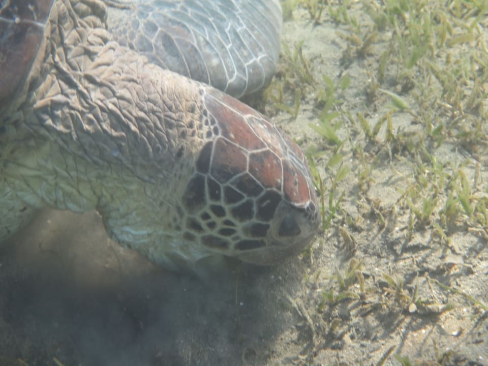 Sport & Frezeit Shams Alam Beach Resort